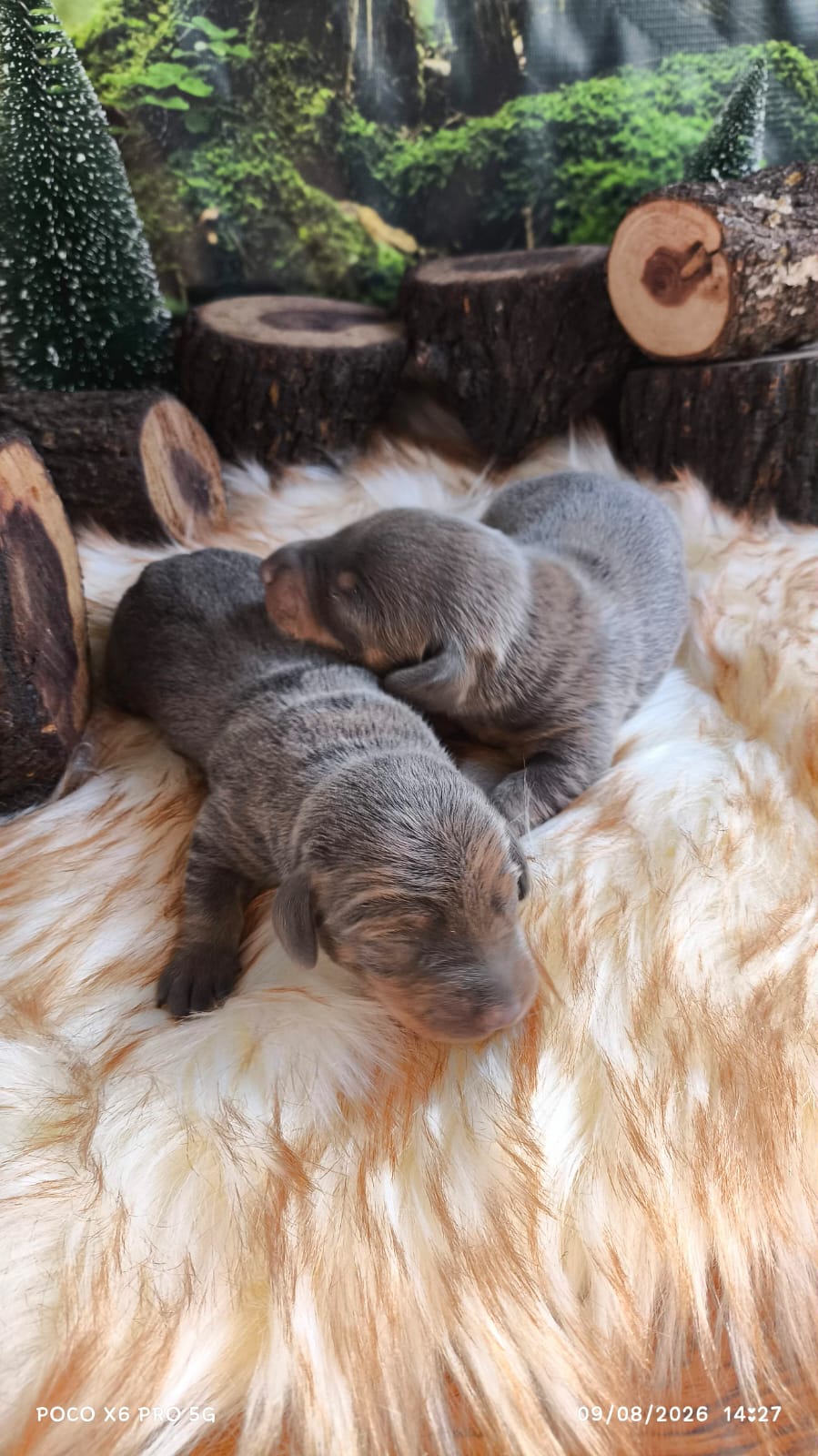 Polo recién nacido, blue