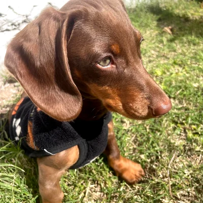 Beto · Dachshund Arlequín Chocolate · Woods Puppys