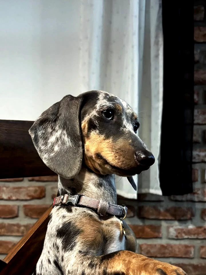 Bluey · Dachshund · Woods Puppys