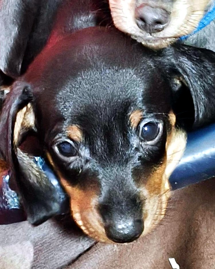 Balu, camada de agosto · Woods Puppys