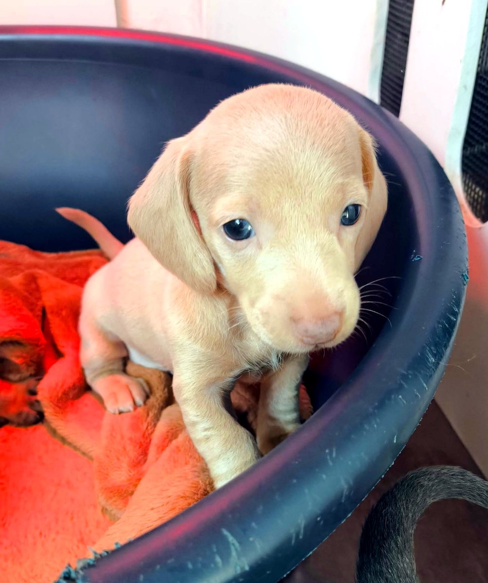 Cereza, camada de agosto · Woods Puppys