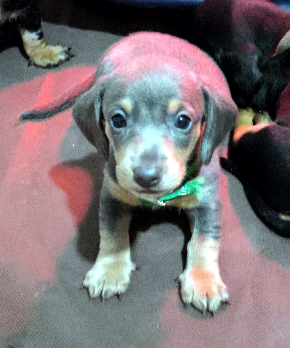 Polo, camada de agosto · Woods Puppys