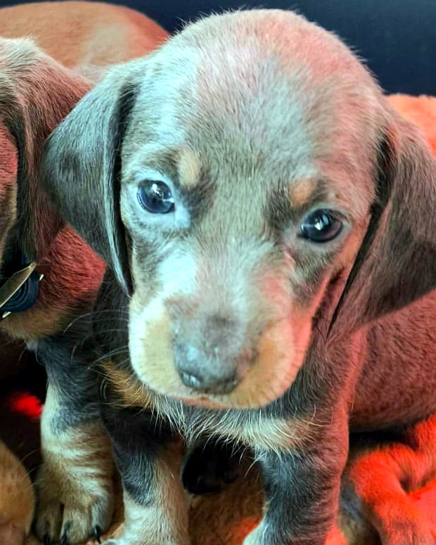 Savy, camada de agosto · Woods Puppys