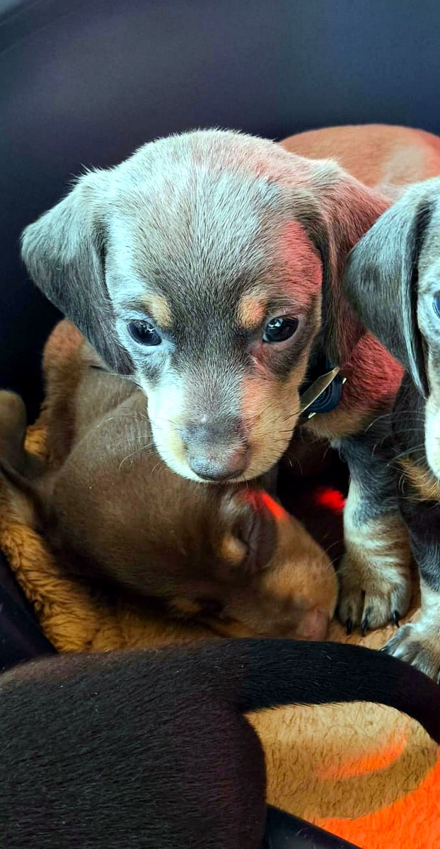 Toffu, camada de agosto · Woods Puppys