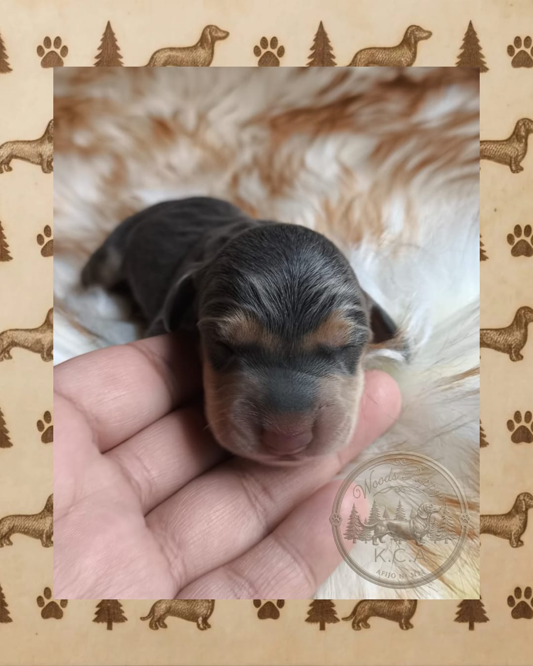 Hembra Blue · Dachshund Mini · Woods Puppys