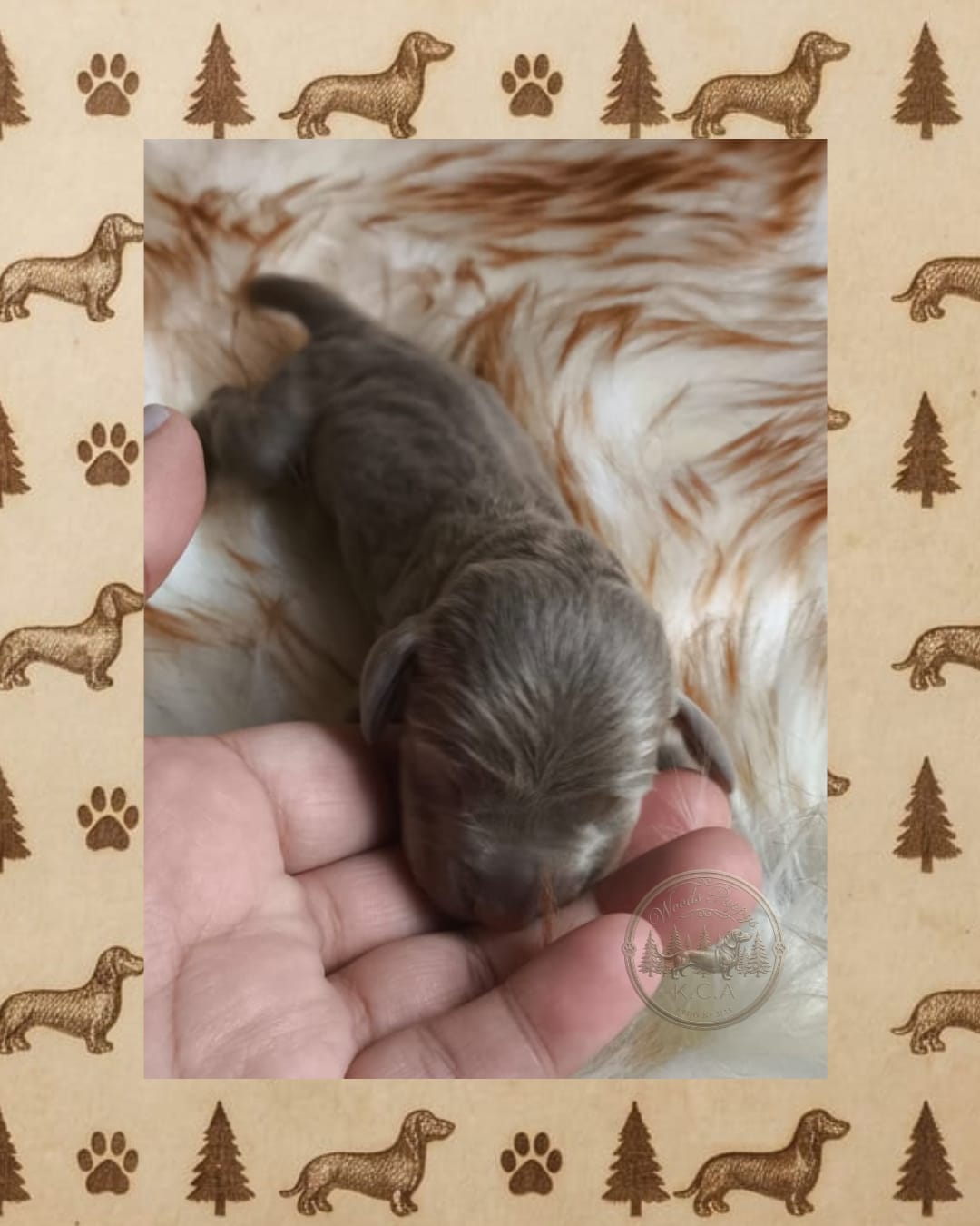 Hembra Isabella 2 · Dachshund Mini · Woods Puppys