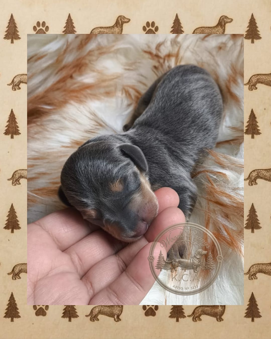 Macho Blue · Dachshund Mini · Woods Puppys