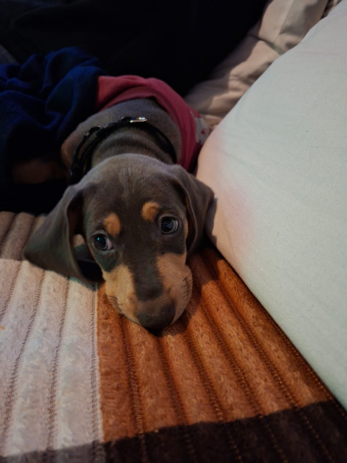 Milo · Dachshund Blue · Woods Puppys