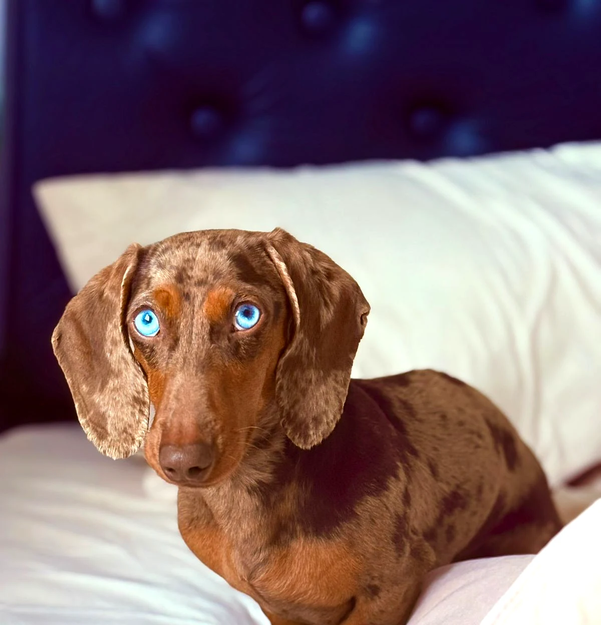 Milo · Dachshund · Woods Puppys