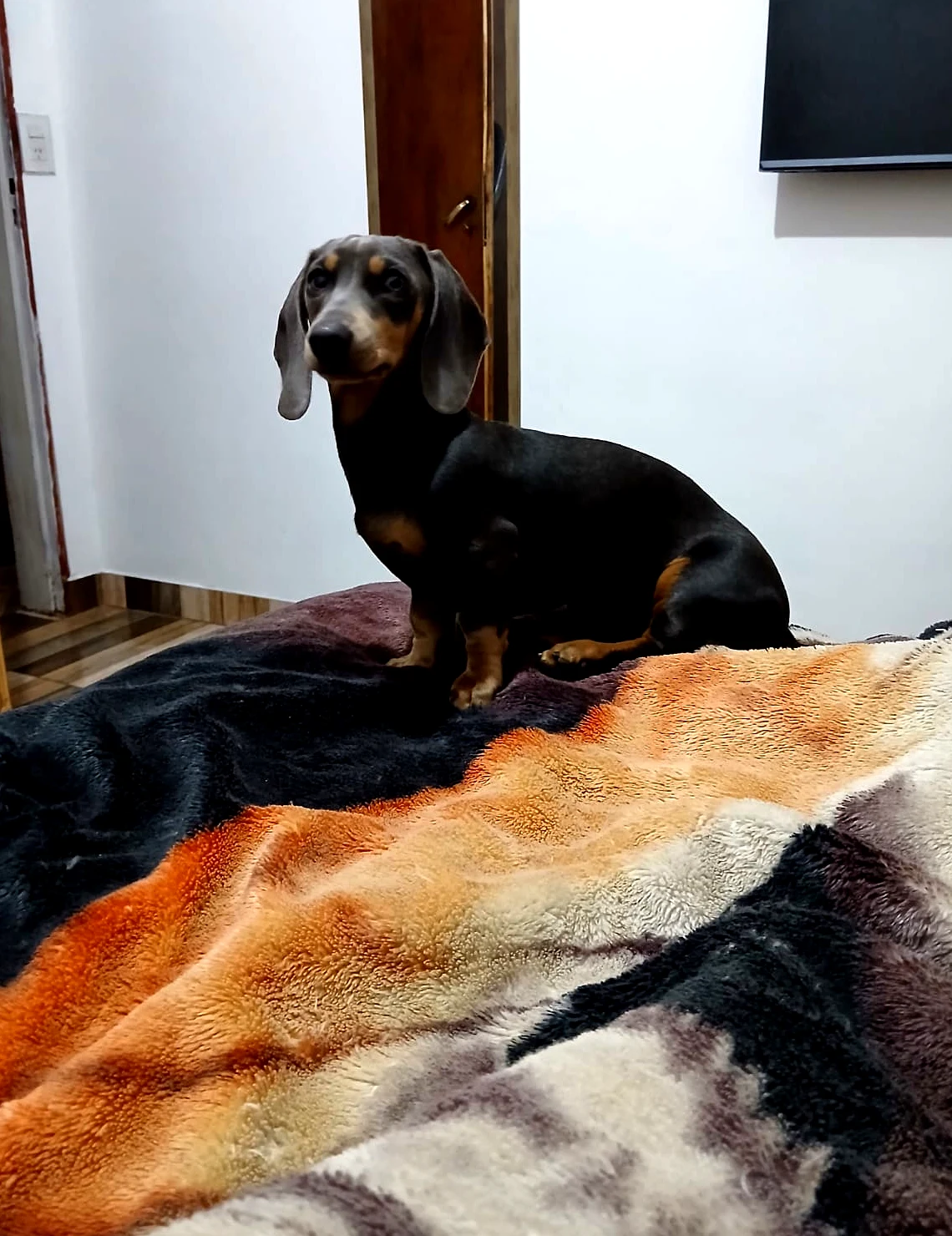 Nala · Dachshund Blue · Woods Puppys