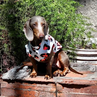 Nezuko · Dachshund · Woods Puppys