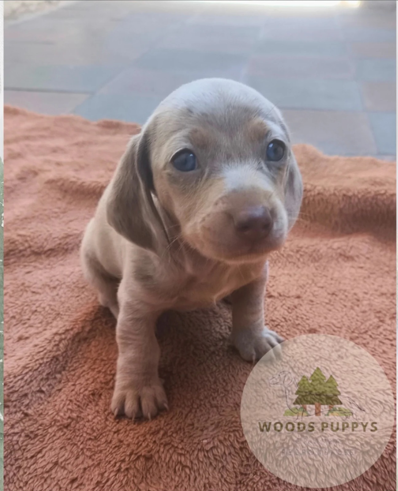 Woods Puppys · nuestros tesoros