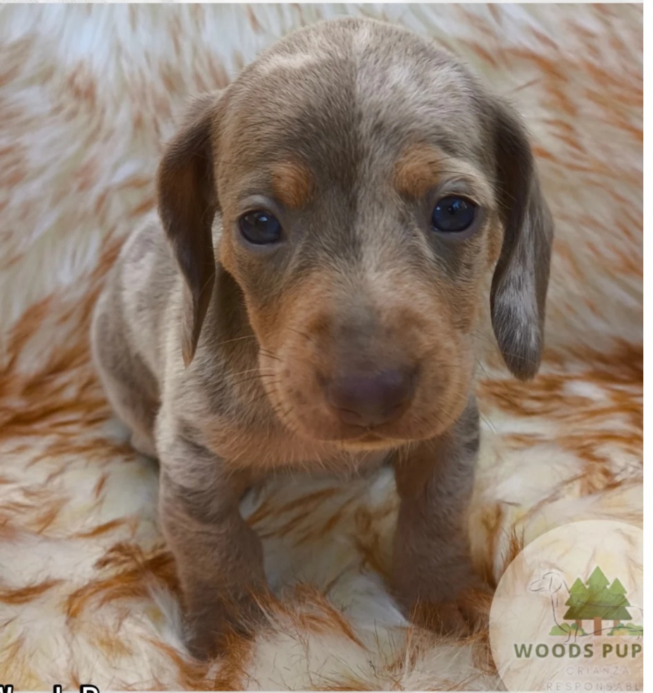Woods Puppys · nuestros tesoros
