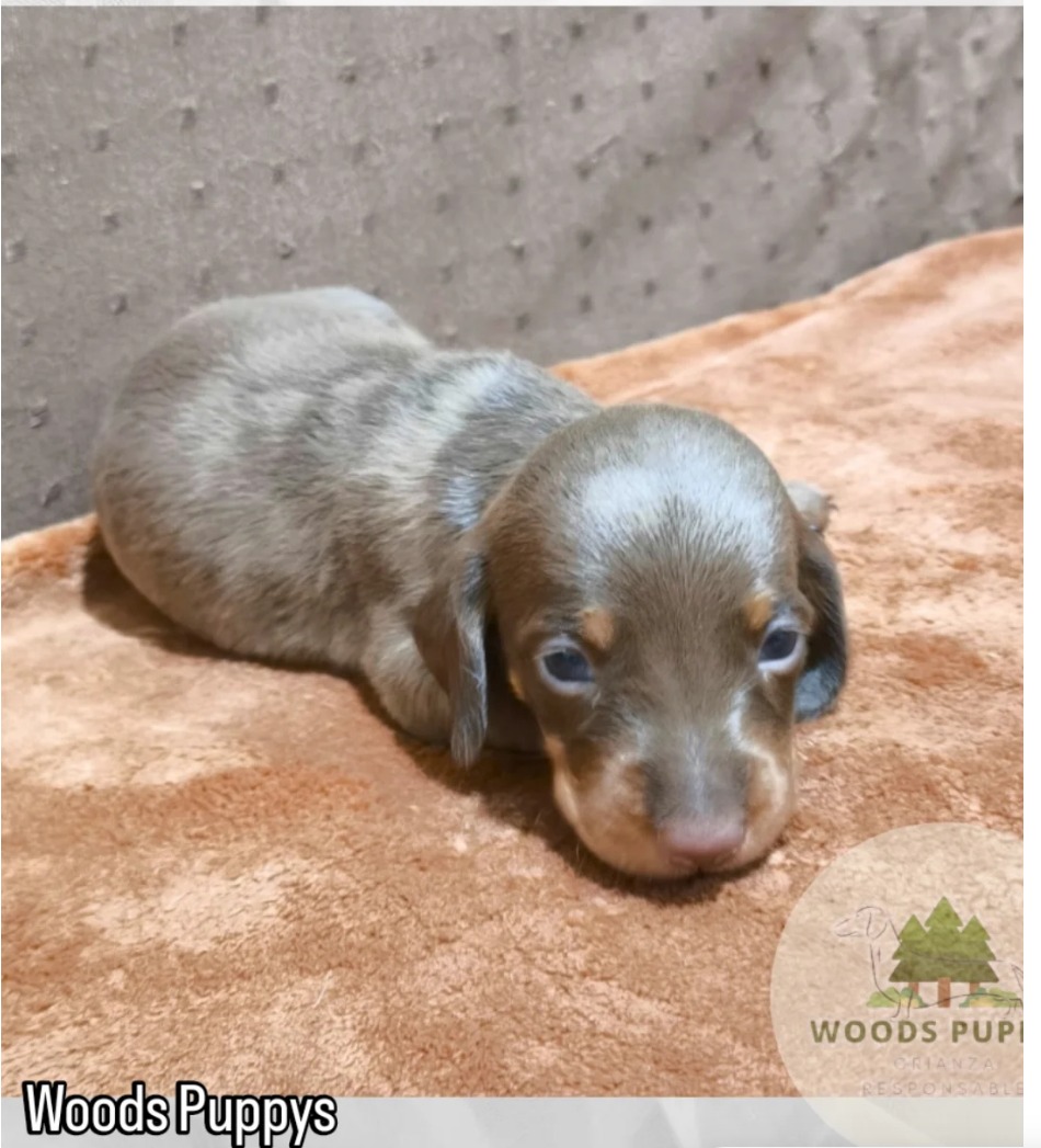 Woods Puppys · nuestros tesoros