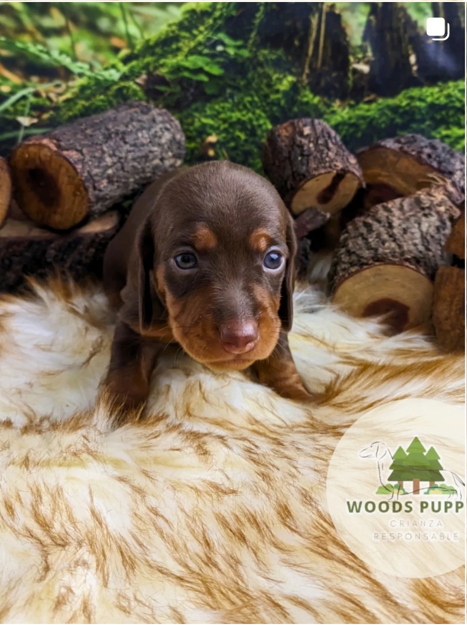 Woods Puppys · nuestros tesoros