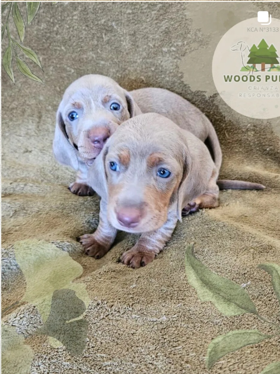 Woods Puppys · nuestros tesoros
