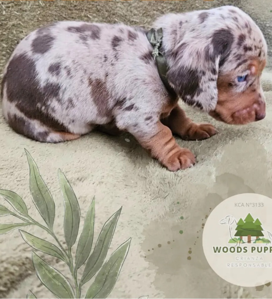 Woods Puppys · nuestros tesoros