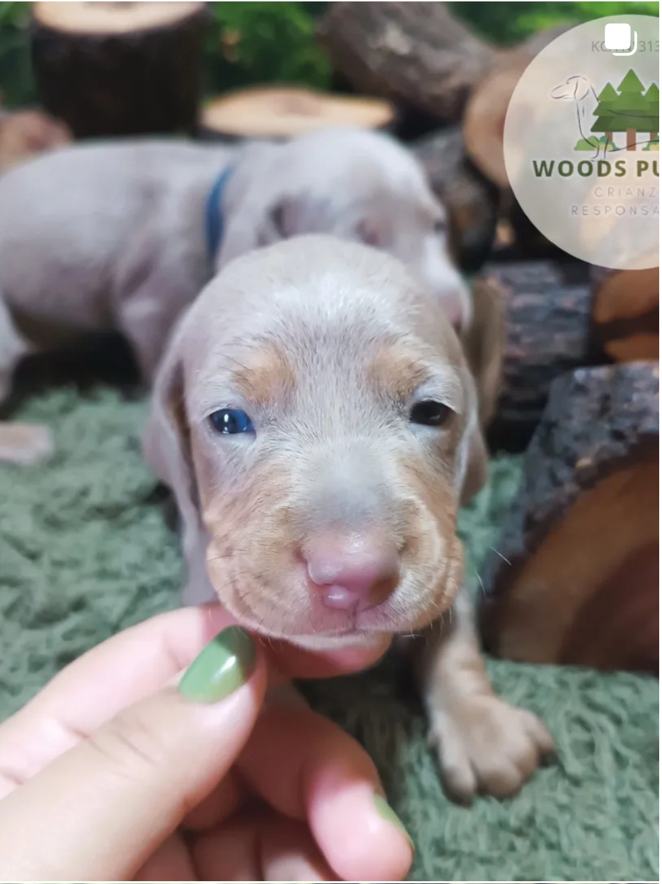 Woods Puppys · nuestros tesoros