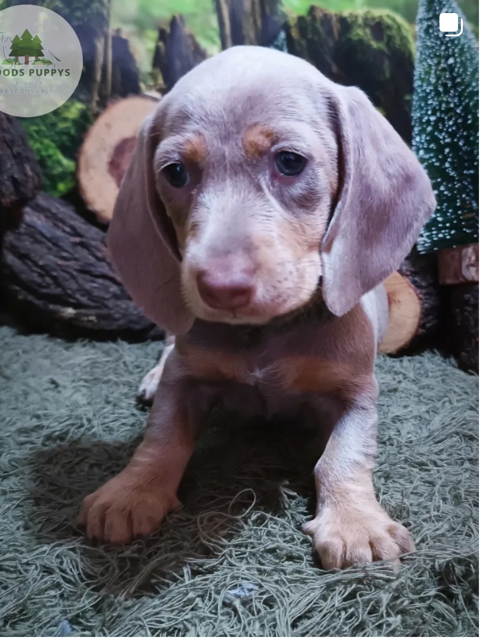 Woods Puppys · nuestros tesoros