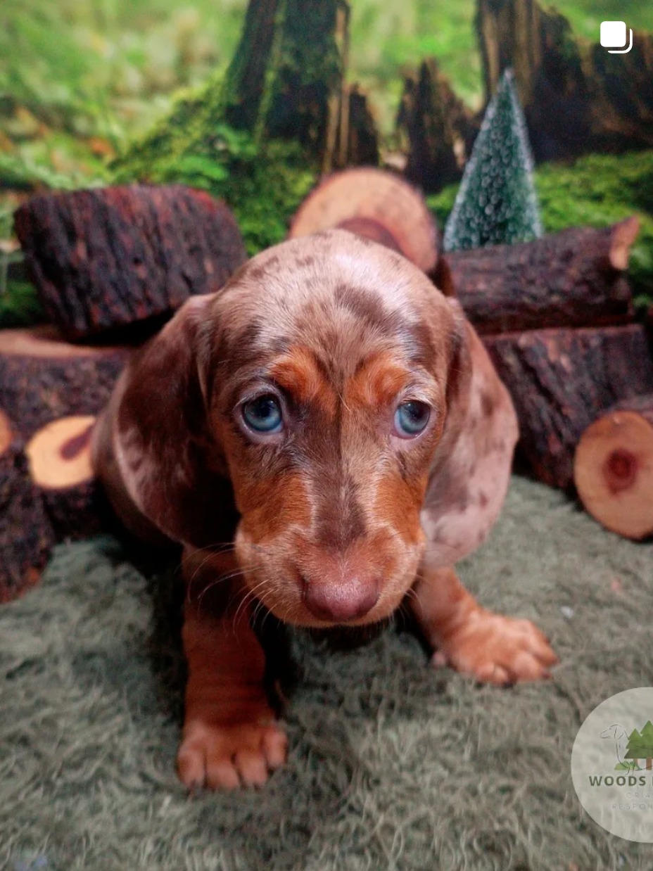 Woods Puppys · nuestros tesoros