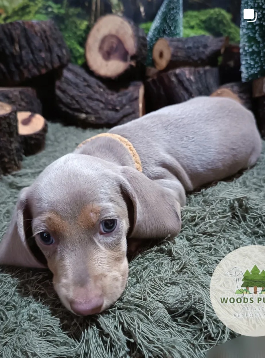 Woods Puppys · nuestros tesoros