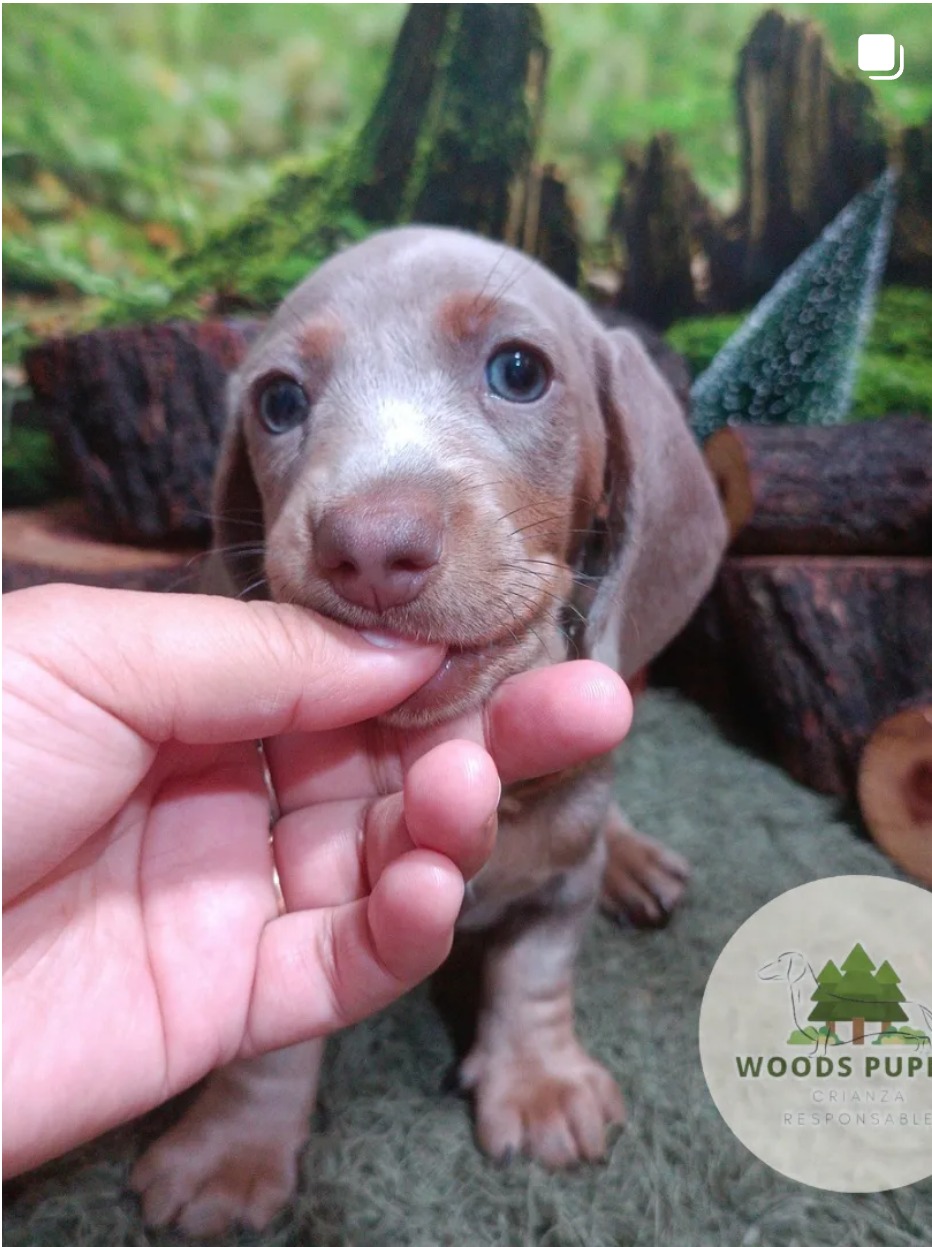 Woods Puppys · nuestros tesoros