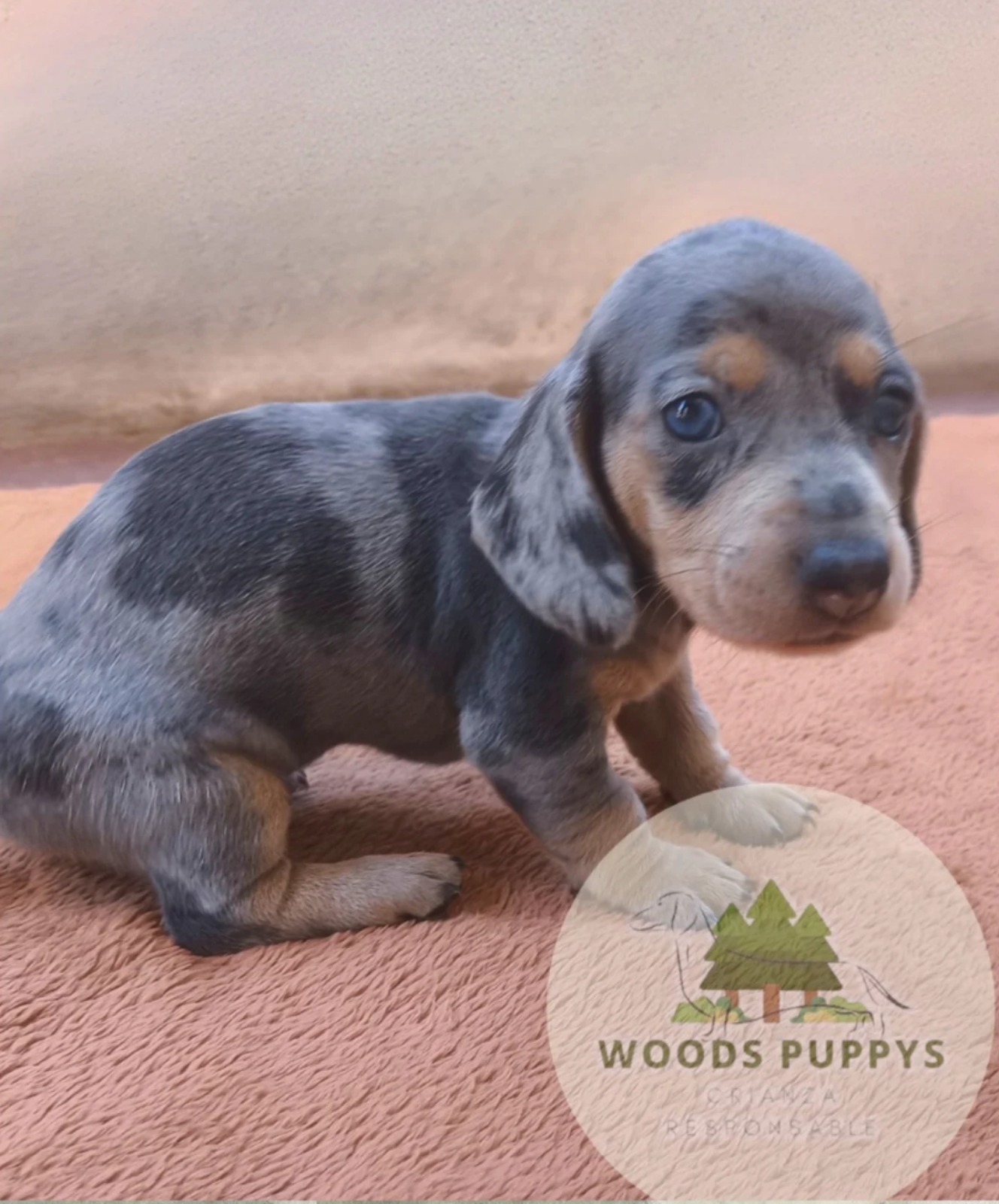 Woods Puppys · nuestros tesoros