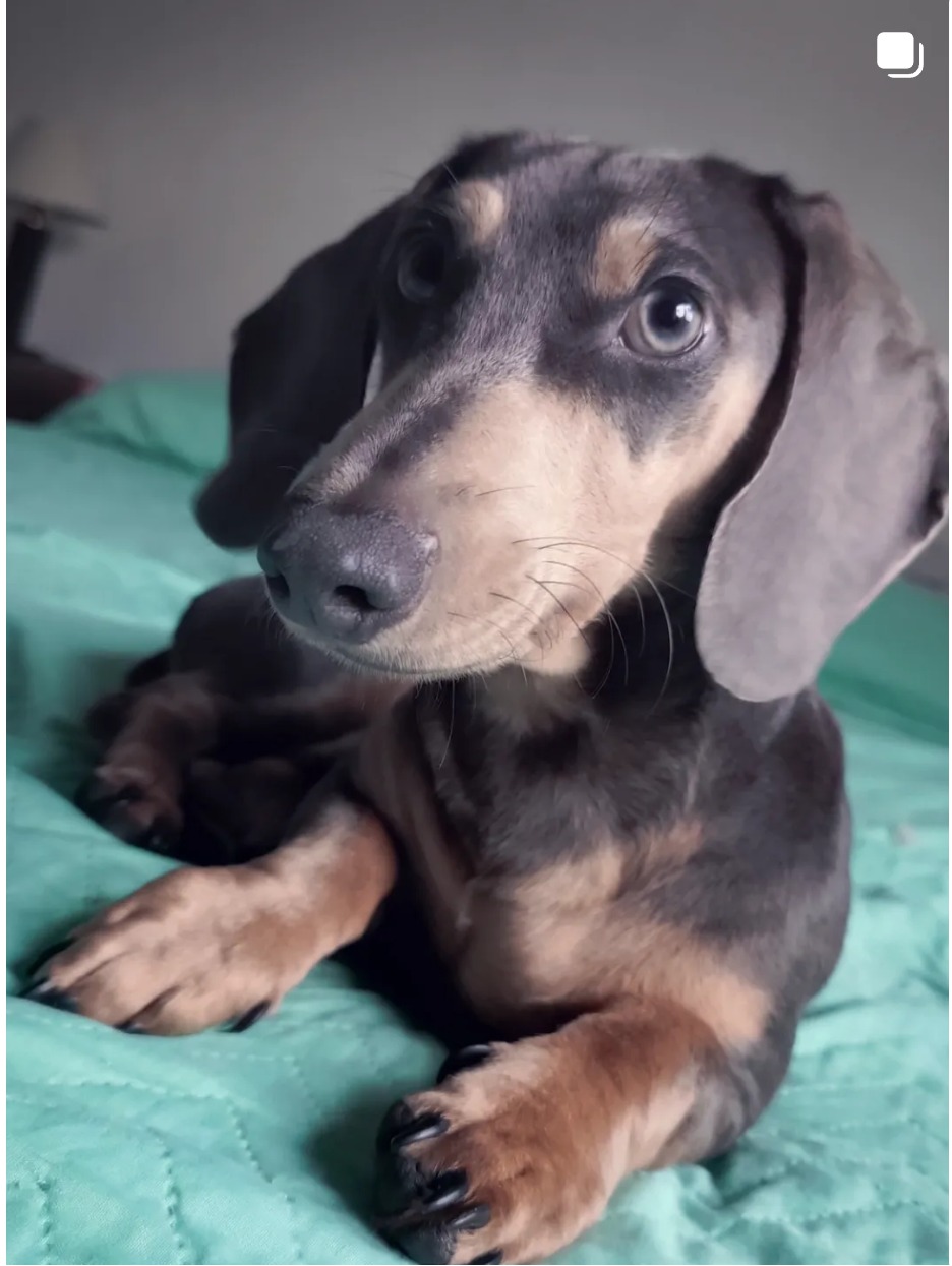 Woods Puppys · nuestros tesoros