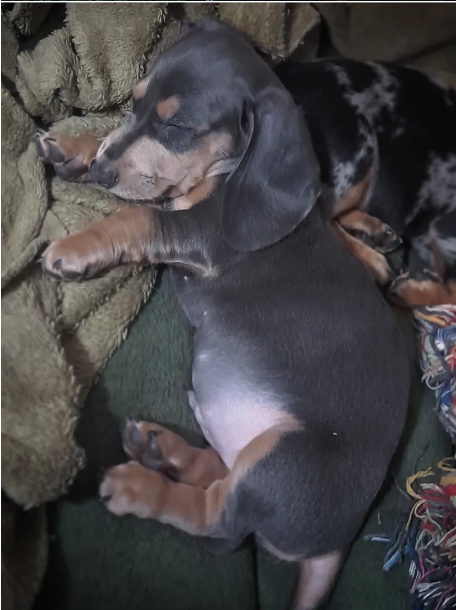 Woods Puppys · nuestros tesoros