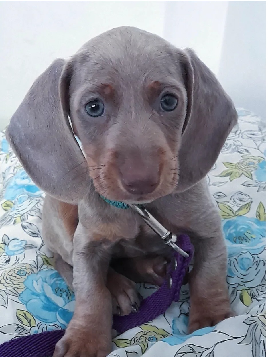 Woods Puppys · nuestros tesoros