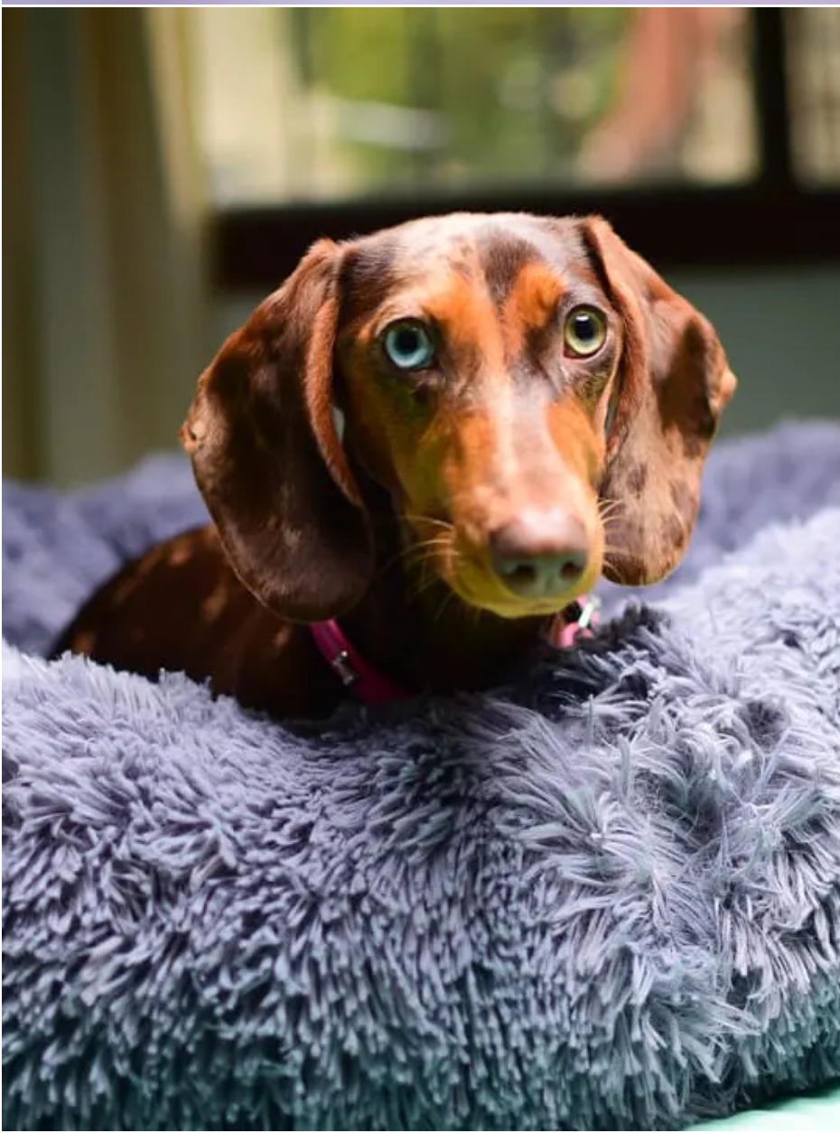 Woods Puppys · nuestros tesoros