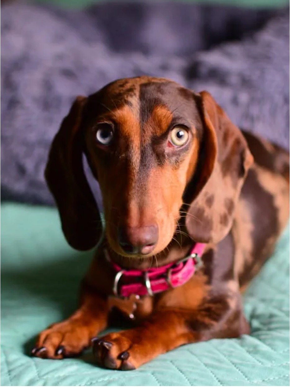 Woods Puppys · nuestros tesoros