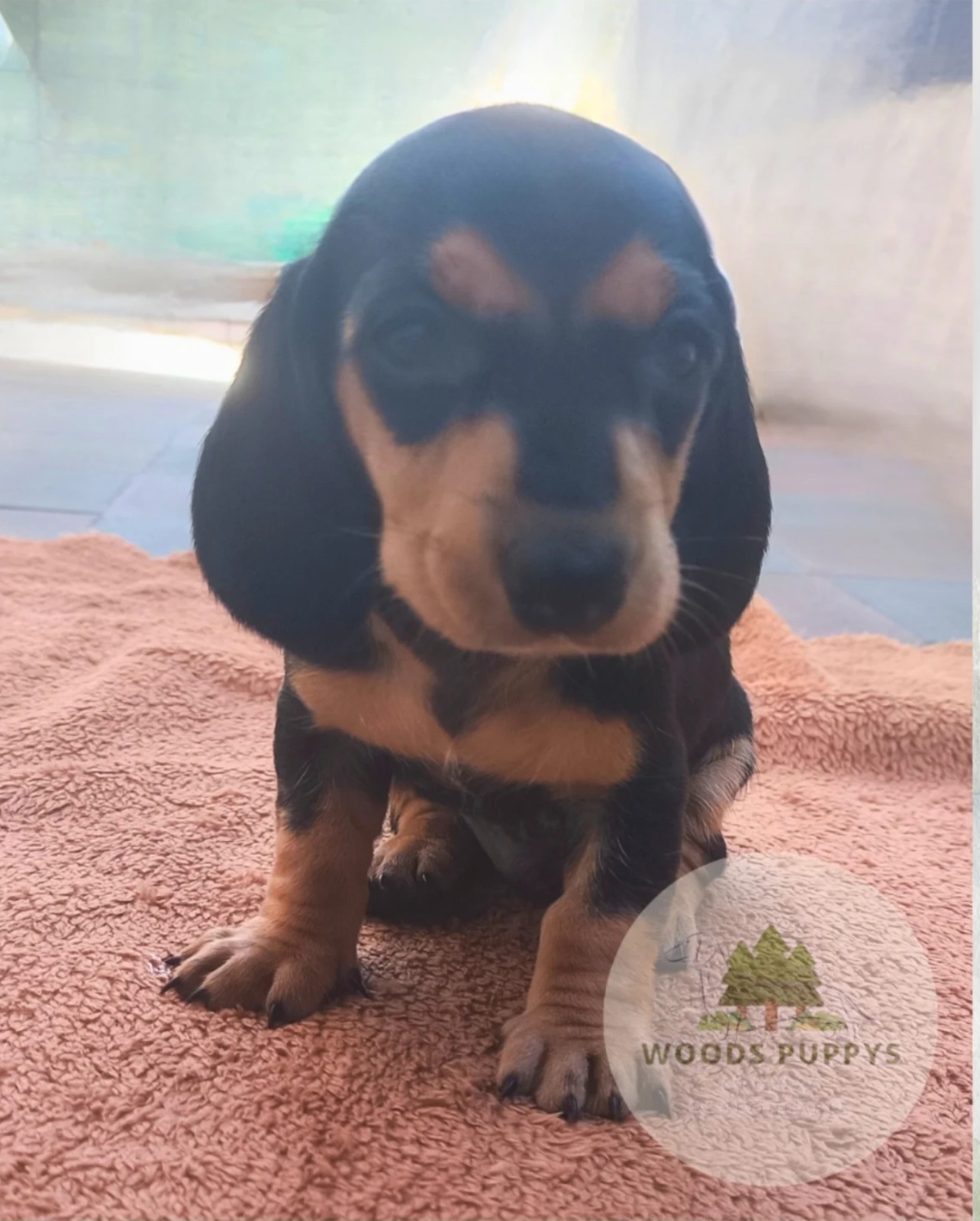 Woods Puppys · nuestros tesoros