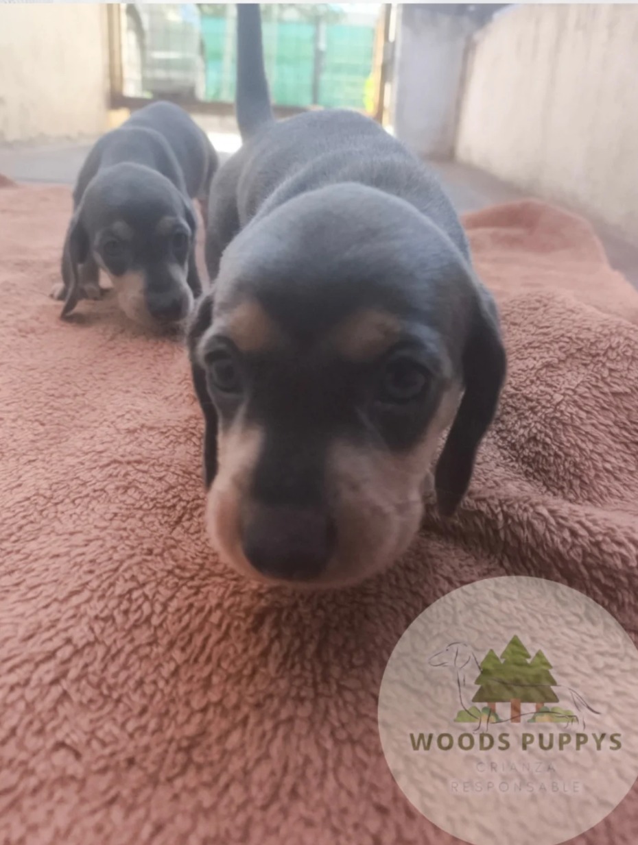 Woods Puppys · nuestros tesoros