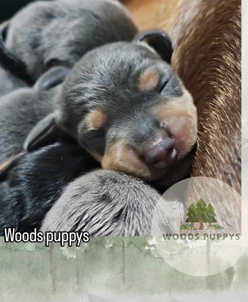 Woods Puppys · nuestros tesoros