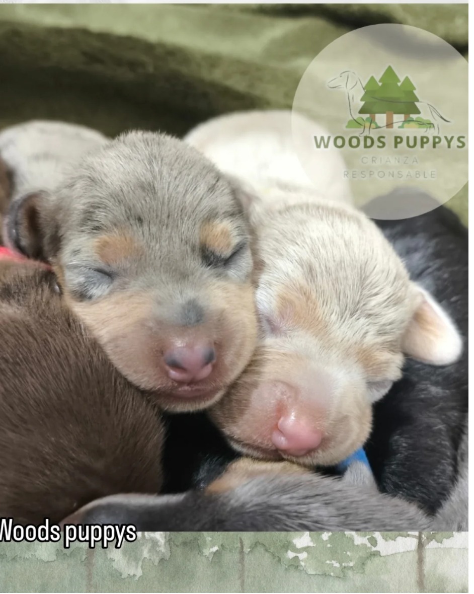 Woods Puppys · nuestros tesoros