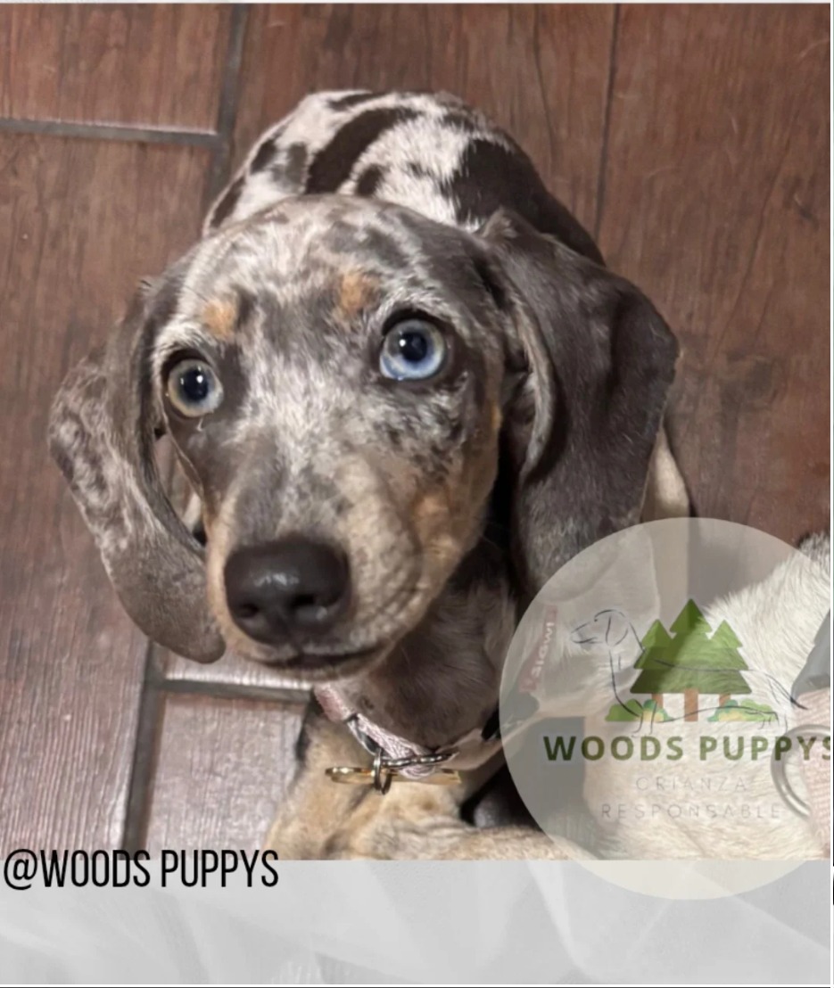 Woods Puppys · nuestros tesoros