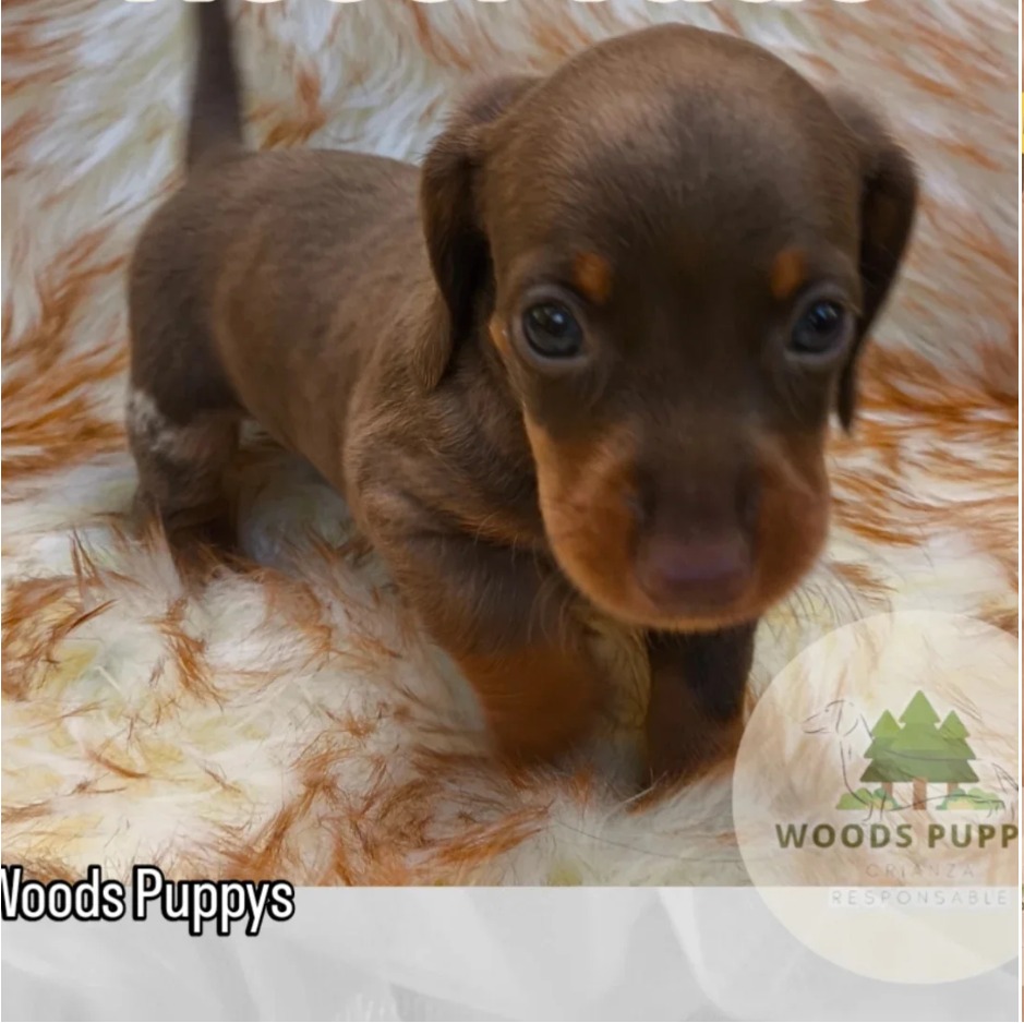 Woods Puppys · nuestros tesoros