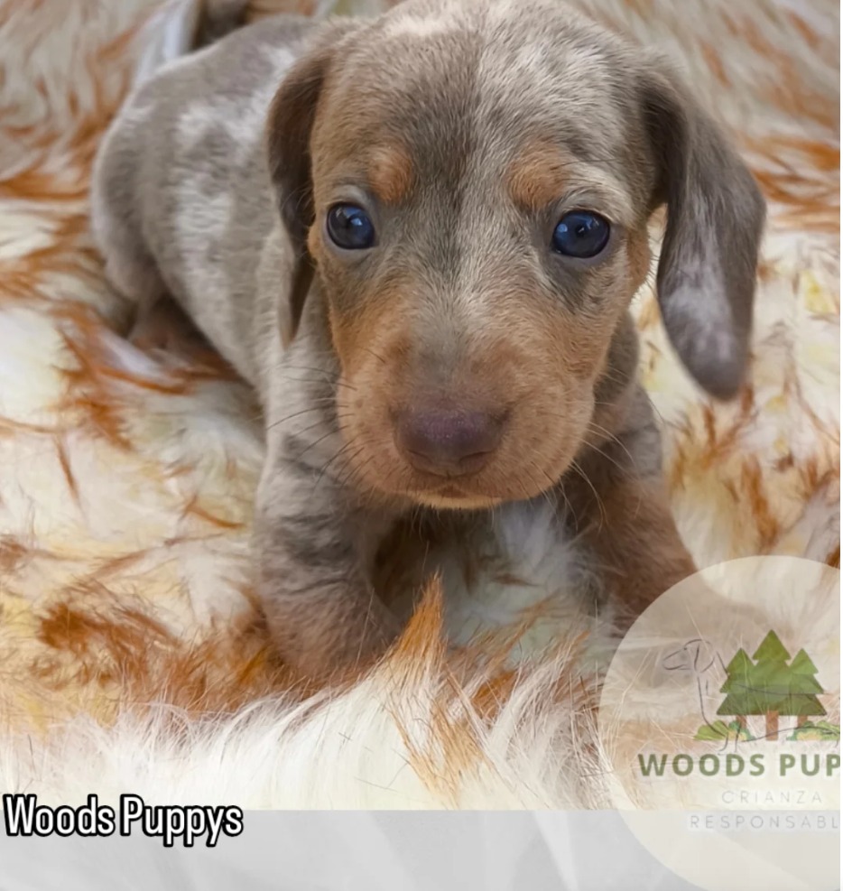 Woods Puppys · nuestros tesoros