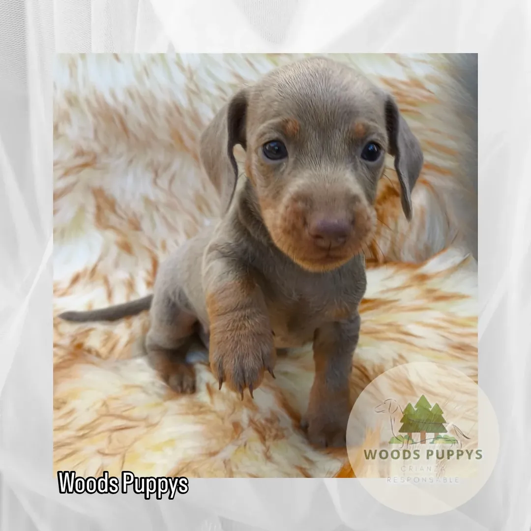Familia